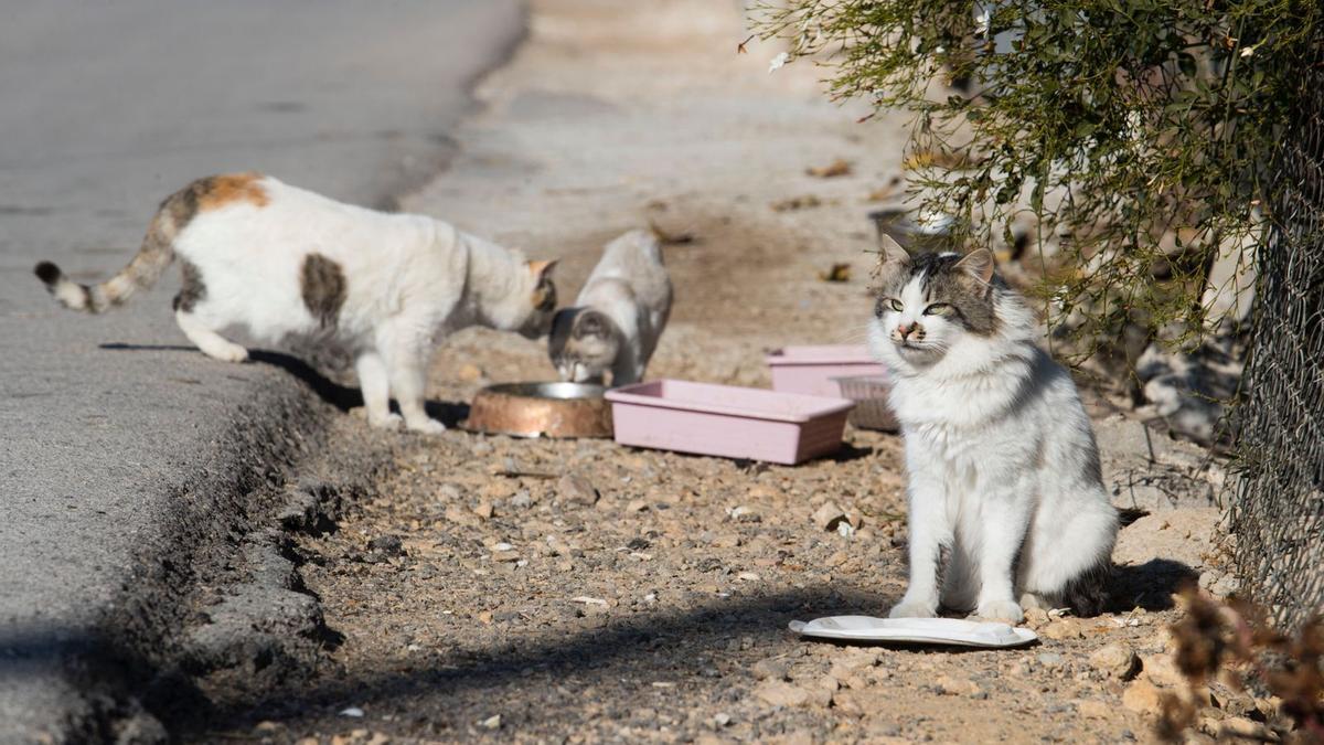 El Govern envía a los municipios un protocolo para gestionar las colonias felinas El Govern envía a los municipios un protocolo para gestionar las colonias felinas