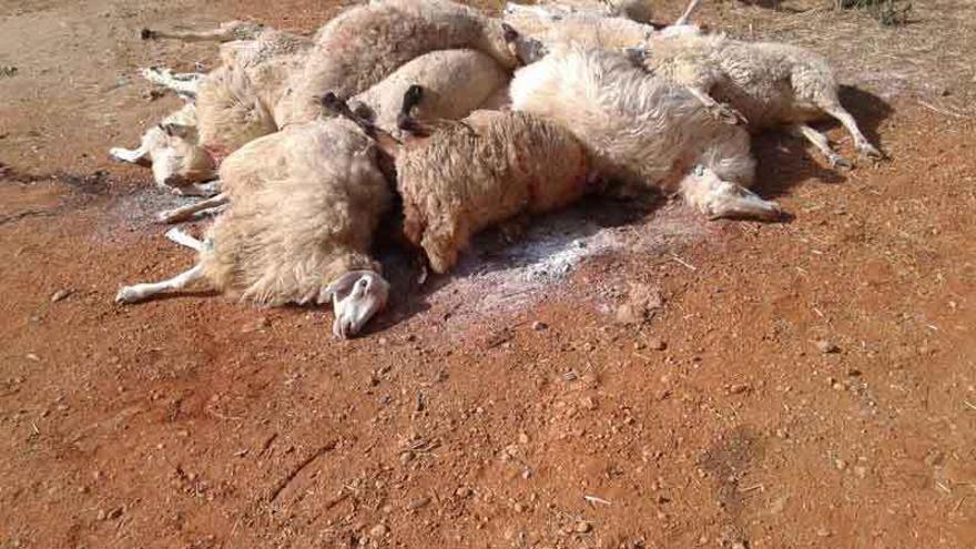 Algunas de las ovejas muertas tras el ataque del lobo en San Miguel de la Ribera.