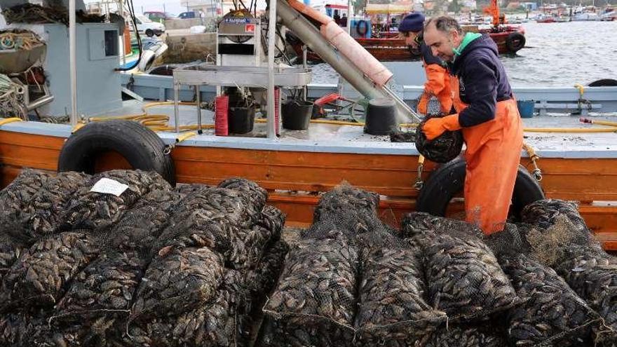 Descarga de mejillón en un puerto pontevedrés. // Miguel Muñiz