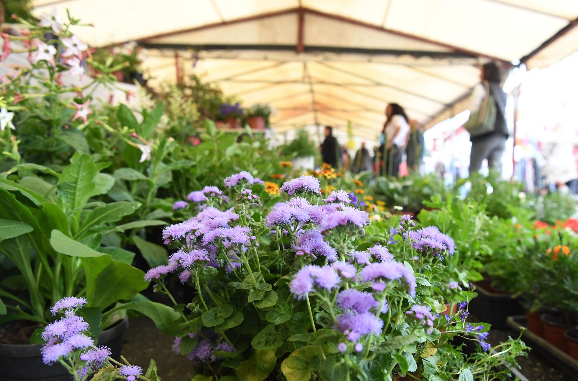 Feira das flores de Vilarmaoir