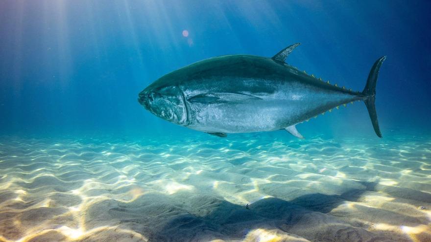 De la huerta de Murcia al mar: También los pescados más apreciados del mundo llevan el sello de acuicultura murciana