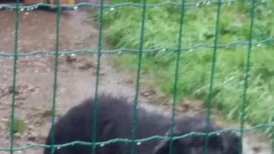 El perro en la finca de Oza.