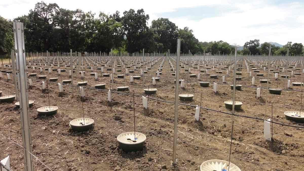 Dispositivo para reforestar suelos áridos con un 90% de supervivencia