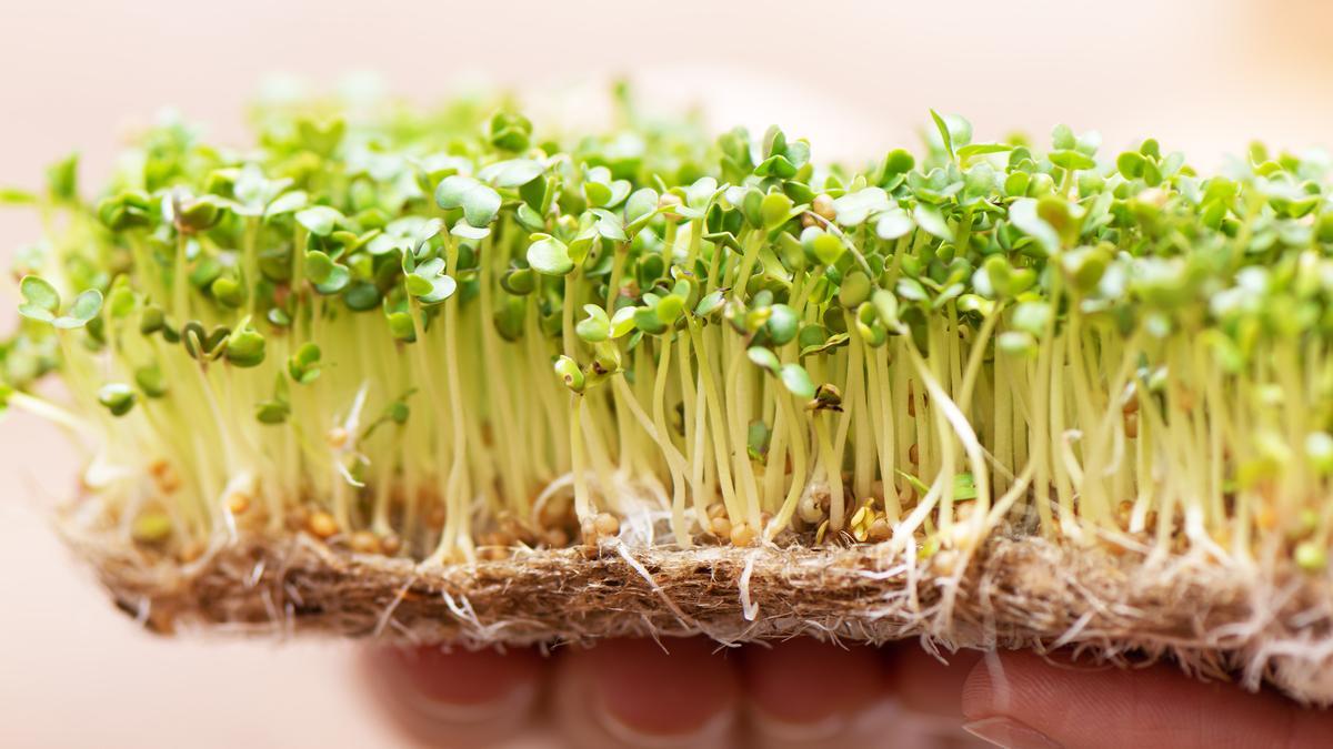 Las microverduras se obtienen a partir de plantas cultivables, como las hortalizas o los cereales