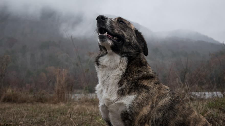 El hábito común que ya no podrás hacer con tu perro por la Ley de Bienestar Animal