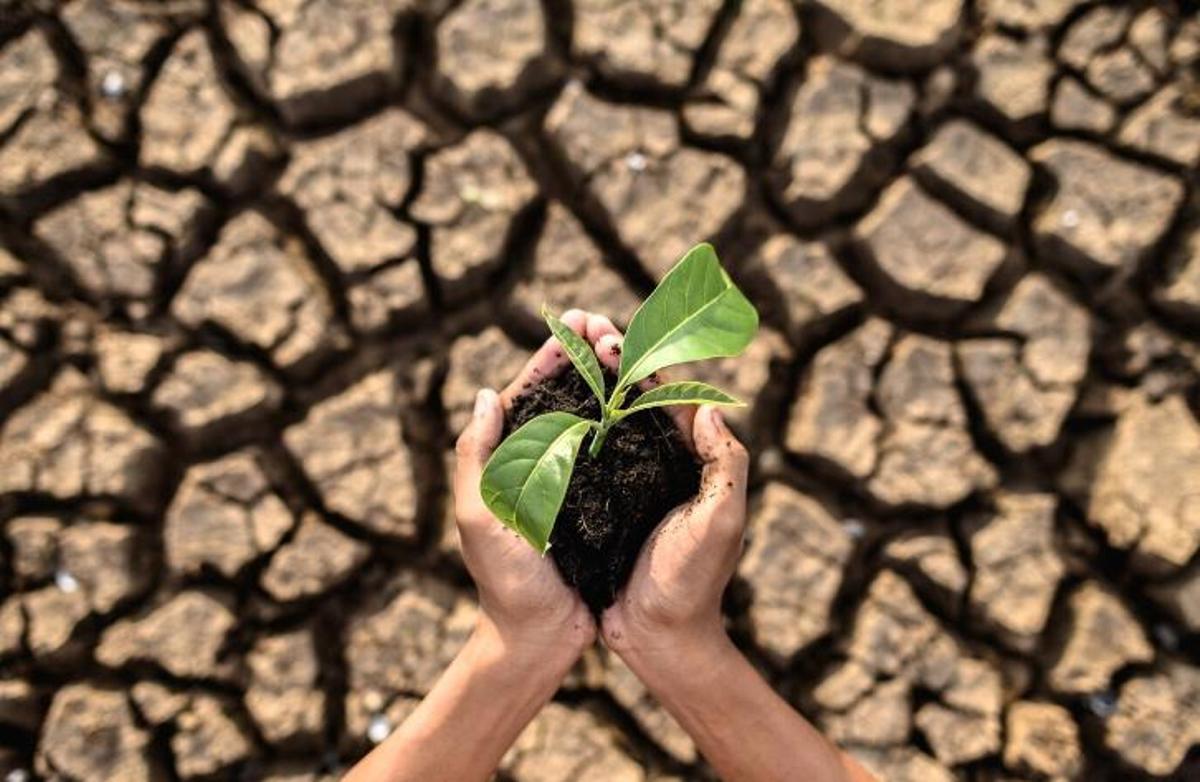El canvi climàtic està perjudicant greument la cadena alimentària i econòmica