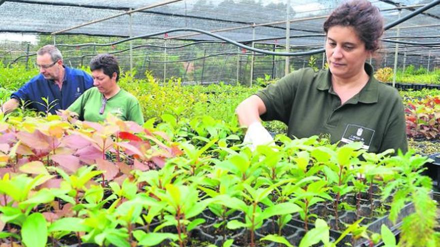 Las guarderías de la selva