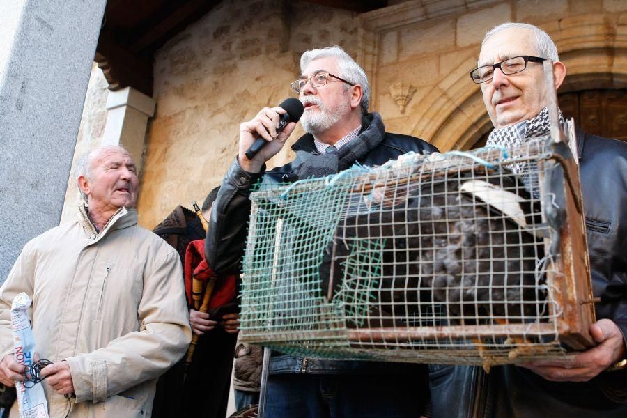 Los perros gobiernan por san Antón en Zamora