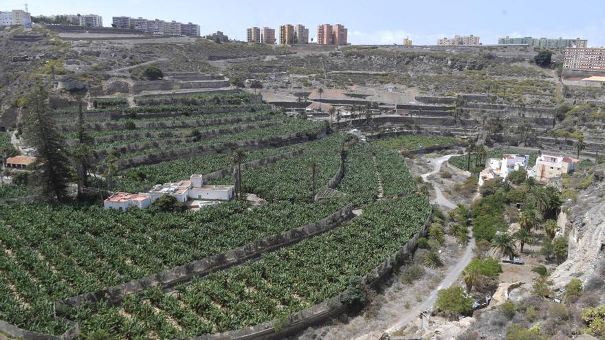 El Guiniguada, en Las Palmas de Gran Canaria