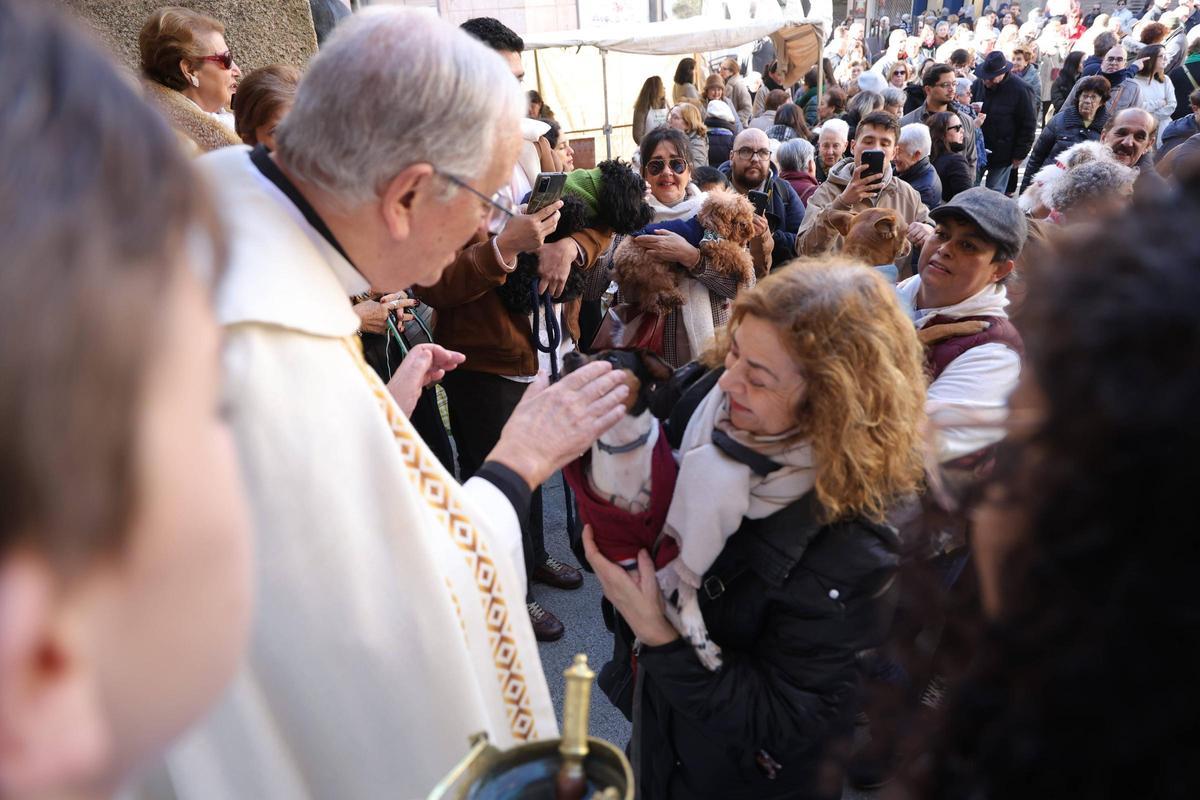 Fotogalería | Así se ha vivido la bendición de las mascotas cacereñas por San Antón