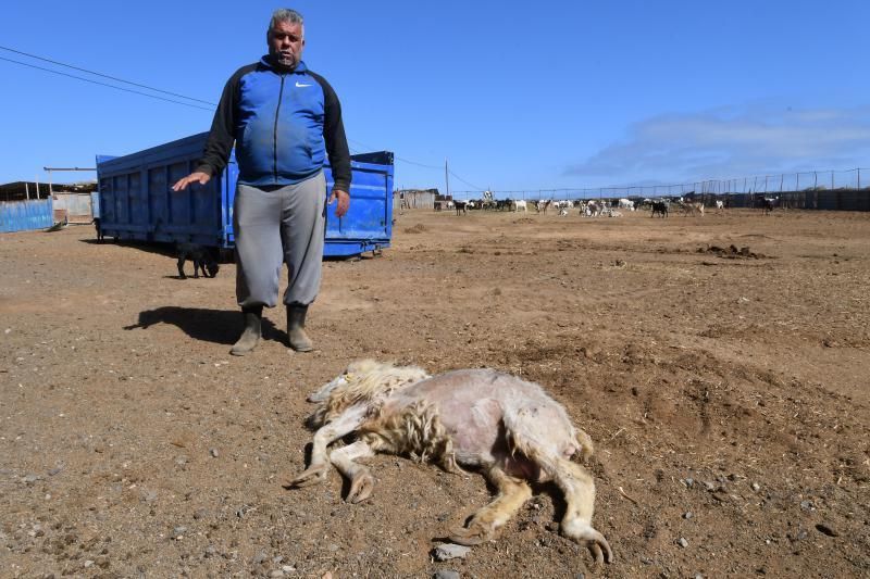 15/03/2019 TELDE.  Granja en la costa de Telde, donde unos perros matarón a una veintena de ovejas. Fotografa: YAIZA SOCORRO.  | 15/03/2019 | Fotógrafo: Yaiza Socorro