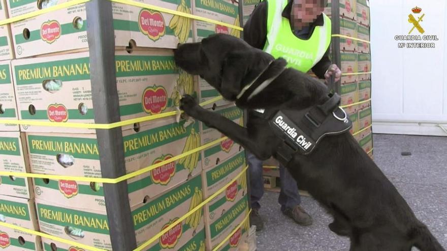 Momento en el que el perro de la Guardia Civil detecta la cocaína intervenida a esta organización, que estaba oculta entre plátanos. // FdV