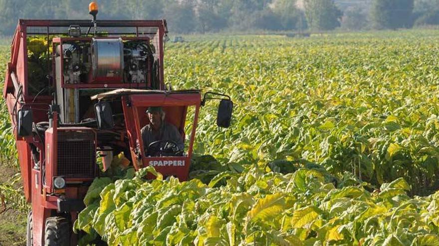 Organizaciones agrarias y la Junta piden a Cetarsa una subida del precio del tabaco