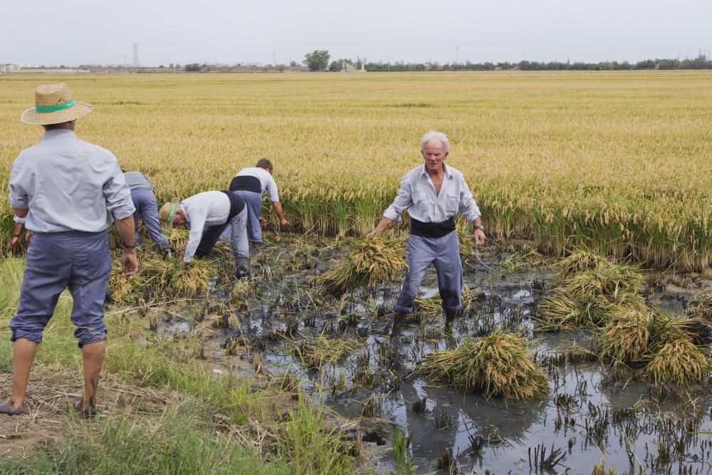 Fiesta de la Siega en l'Albufera