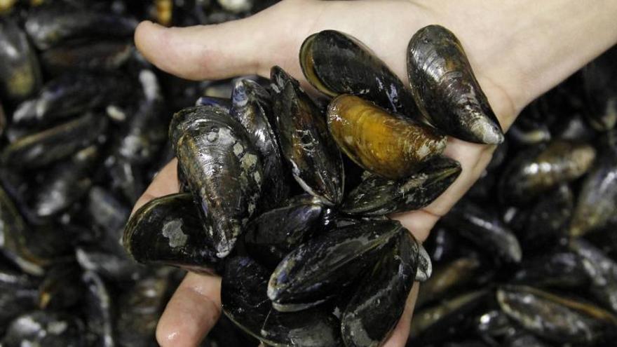 Detectados en Estados Unidos mejillones que dan positivo en drogas