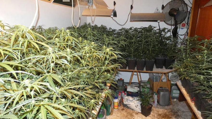Cinc detinguts i 1.072 plantes de marihuana localitzades a Figueres i Vilafant