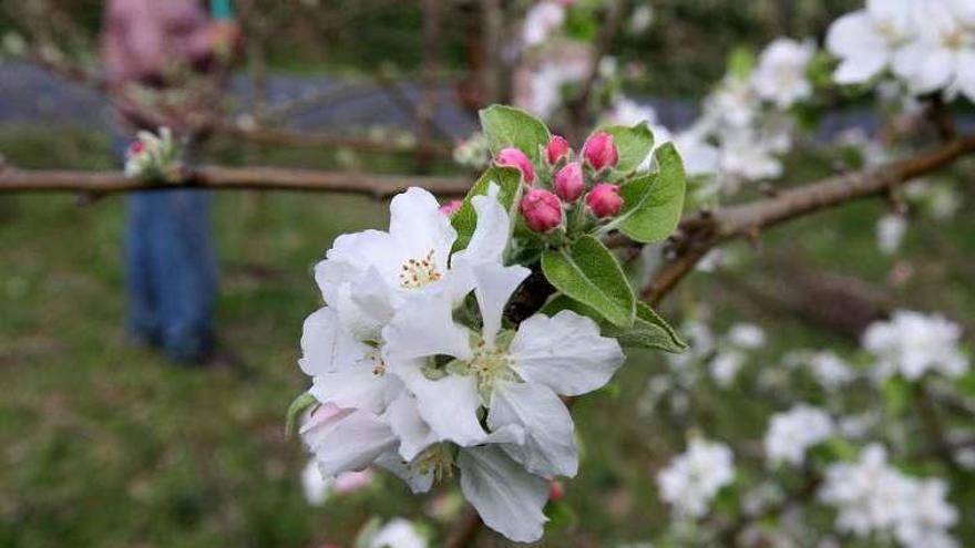 Floración en una finca de Aguións en abril. // Bernabé/Cris M.V.