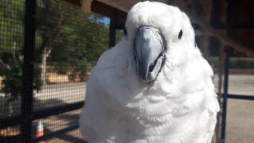 Polizei stellt Pechvogel mit gestohlenem Kakadu auf dem Armaturenbrett