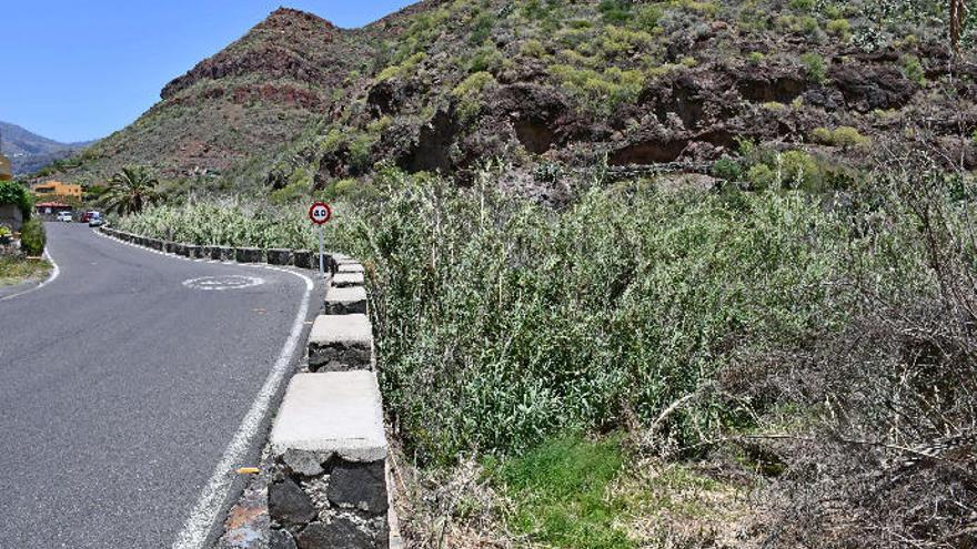 Mogán comienza la limpieza de un kilómetro de cañaverales  en el barranco de Arguineguín