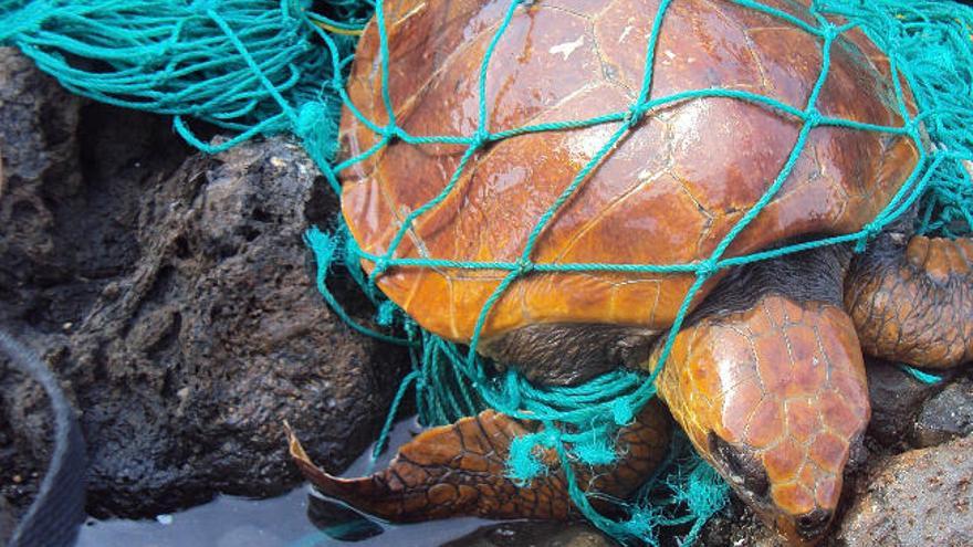 Rescatada una tortuga en Fuerteventura