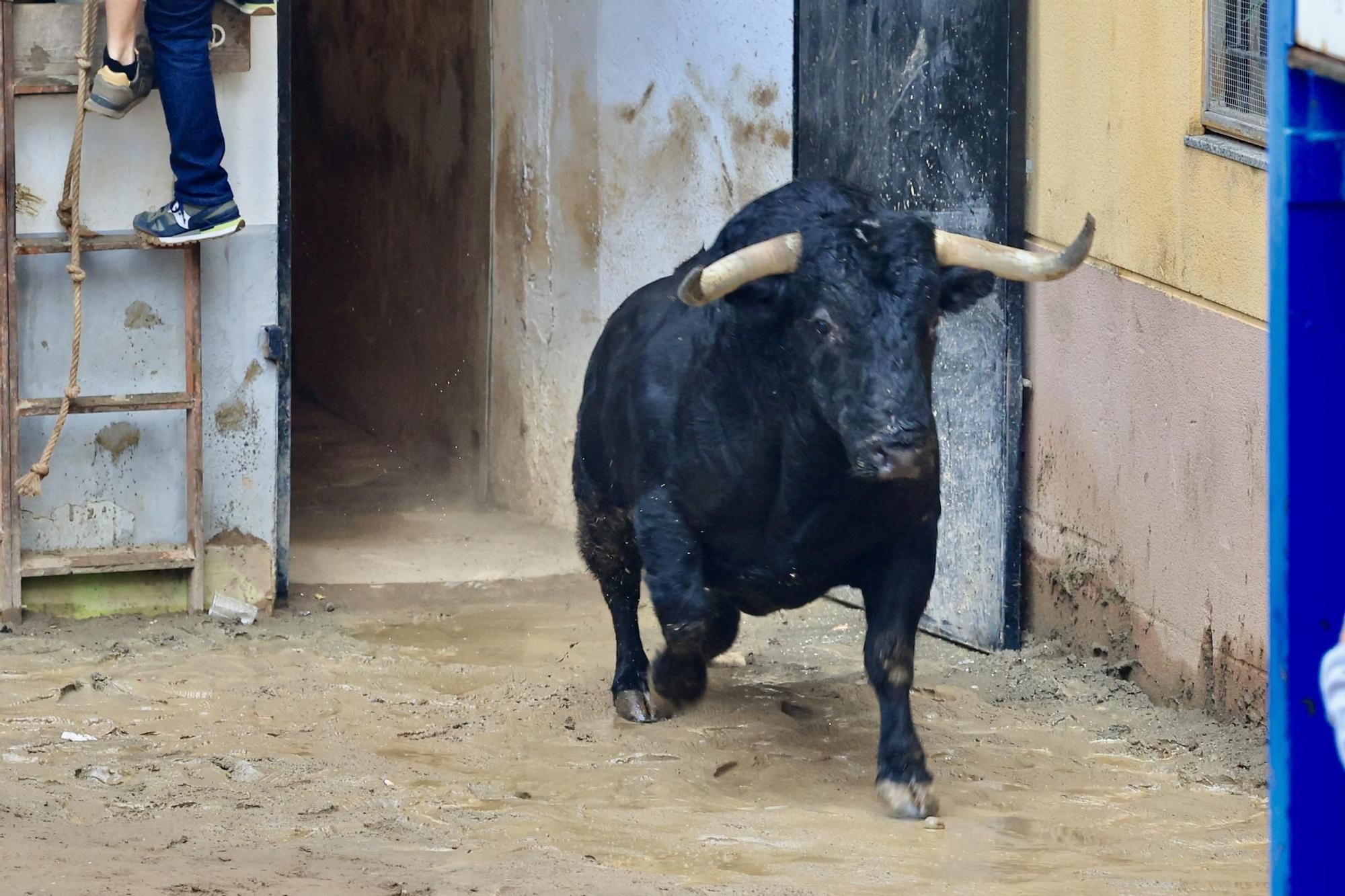 Galería de fotos de la penúltima tarde de toros de las fiestas del Roser en Almassora