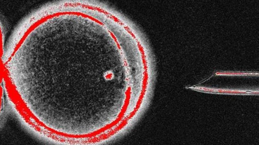 Logran clonar células madre de humanos