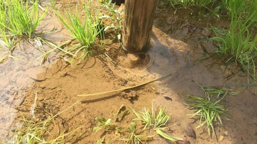 avería de agua en la base de un árbol por enderezarlo