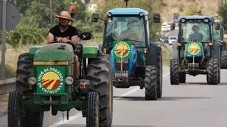 Tractorada en el Penedès por la caída de precios de la uva: "La solución es dar ayudas para arrancar viñedos de modo voluntario"