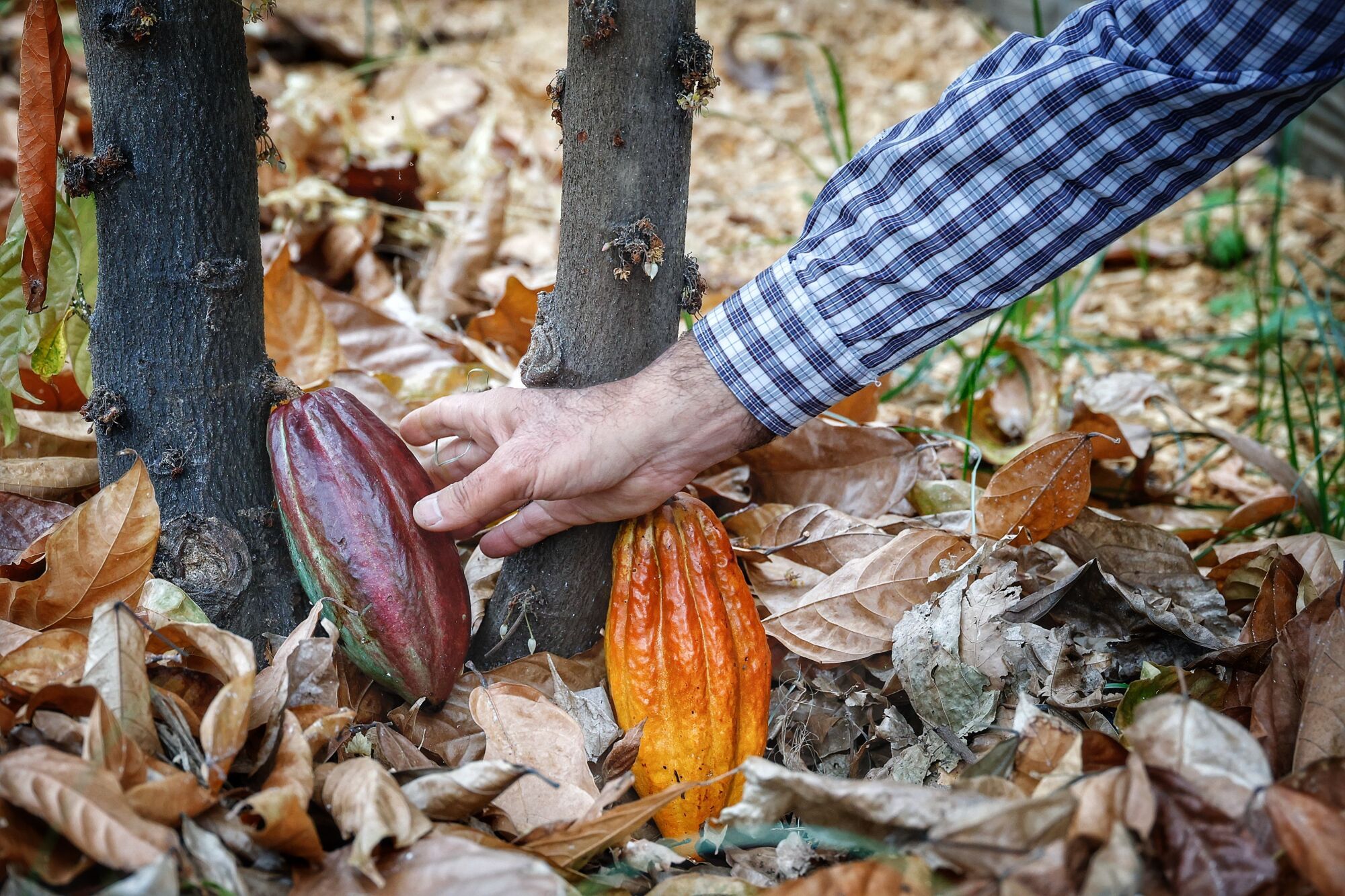 Finca de cacao en Valle de Guerra