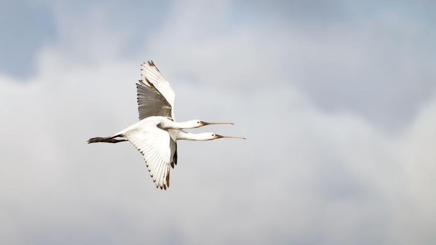 El &quot;Chasula&quot; ya evalúa el estado de salud de las aves