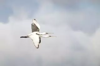 Las aves vuelven a dejarse querer por el "Chasula"