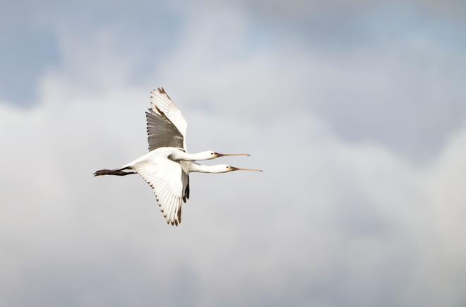 El "Chasula" ya evalúa el estado de salud de las aves