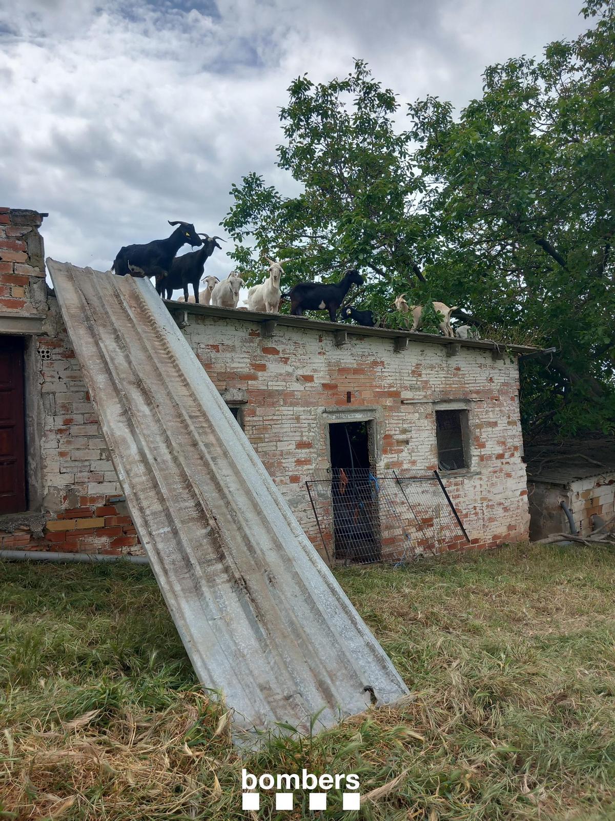 Les cabres dalt de la barraca des d'on s'ha precipitat l'home