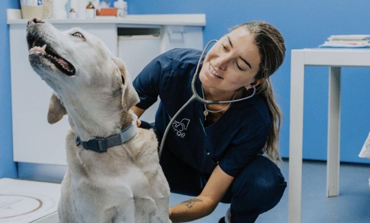 Atención veterinaria a perros, gatos y todo tipo de mascotas. | FOTOS: CLÍNICA VETERINARIA SAN JORGE