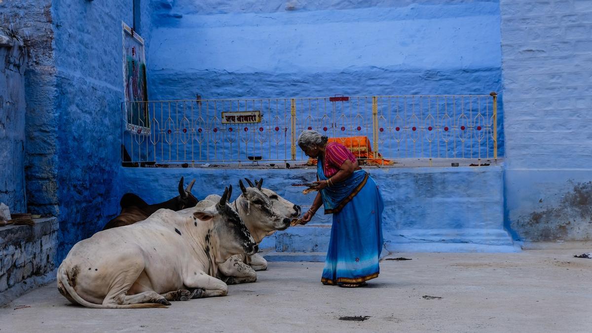 L’Índia elimina Sant Valentí i declara el «Dia de l’Abraçada de la Vaca» per fomentar els valors tradicionals