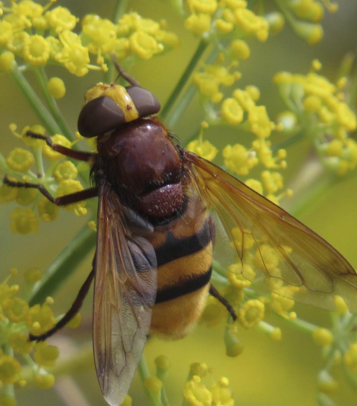 La mosca disfrazada de avispón