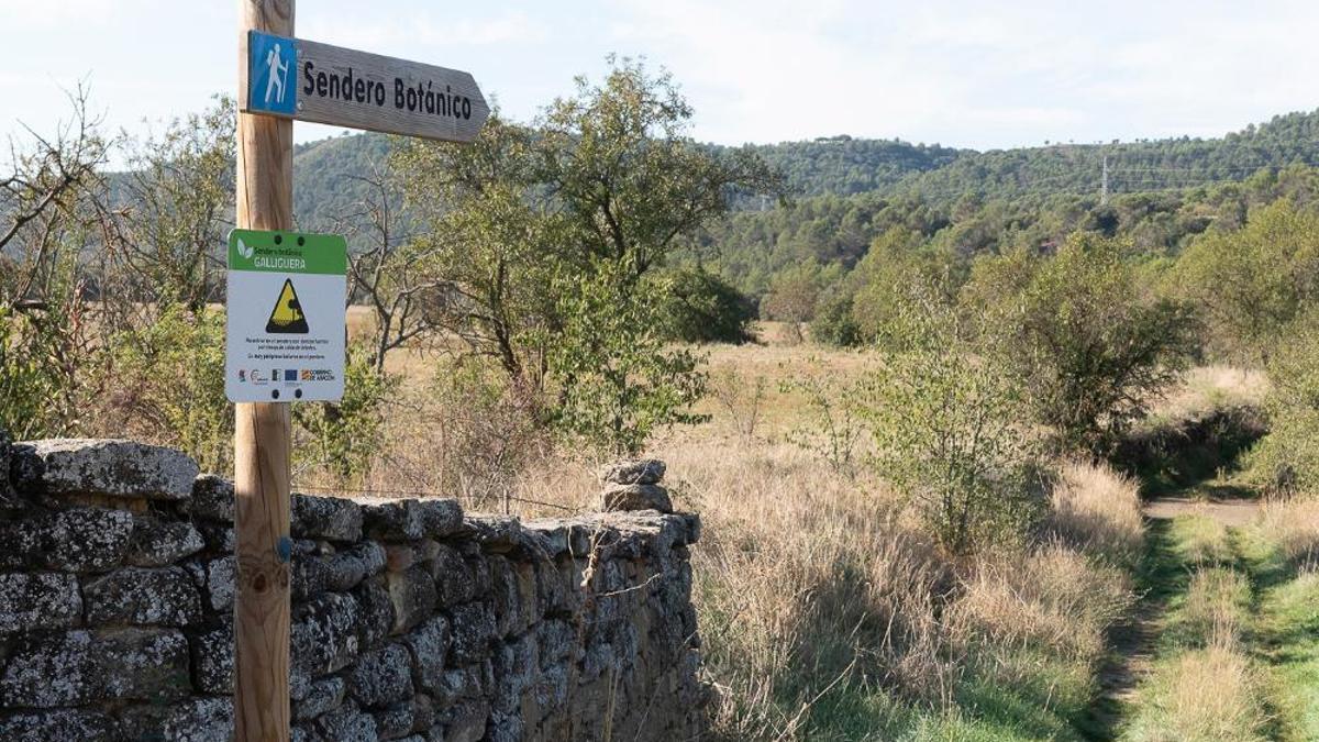 El soto de la Galliguera está catalogado como arboleda singular.