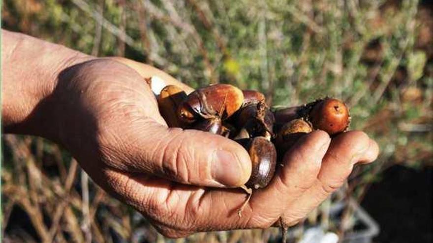 Ojén celebra mañana domingo una jornada de reforestación