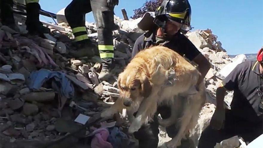 Un perro, rescatado con vida tras pasar nueve días bajo los escombros