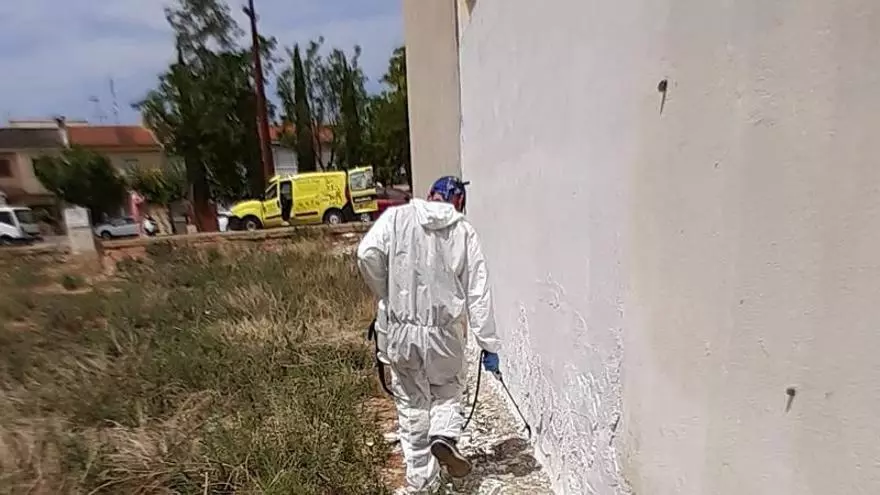 Los ayuntamientos de Carcaixent y Massalavés intensifican los trabajos de limpieza y fumigación para combatir la plaga de milpiés