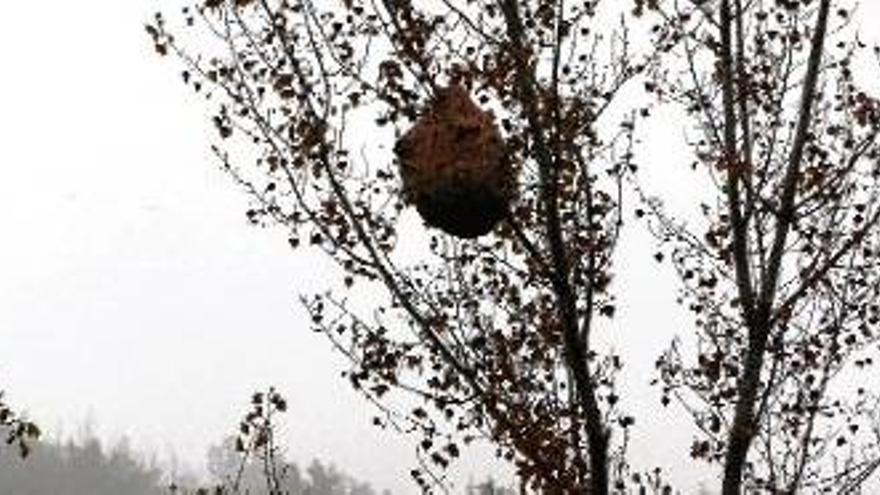 Un dels ruscs que s&#039;han localitzat a la comarca de la Garrotxa, la més afectada per la vespa asiàtica.