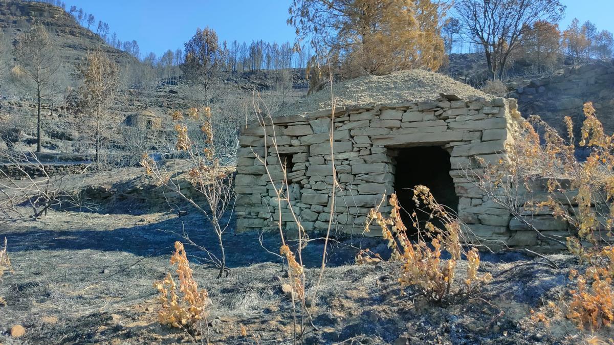 Bosc cremat fa un any al Pont de Vilomara