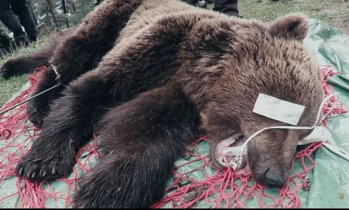 Petició de més de dos anys de presó per la mort de l’os Cachou