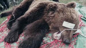 Petició de més de dos anys de presó per la mort de l’os Cachou