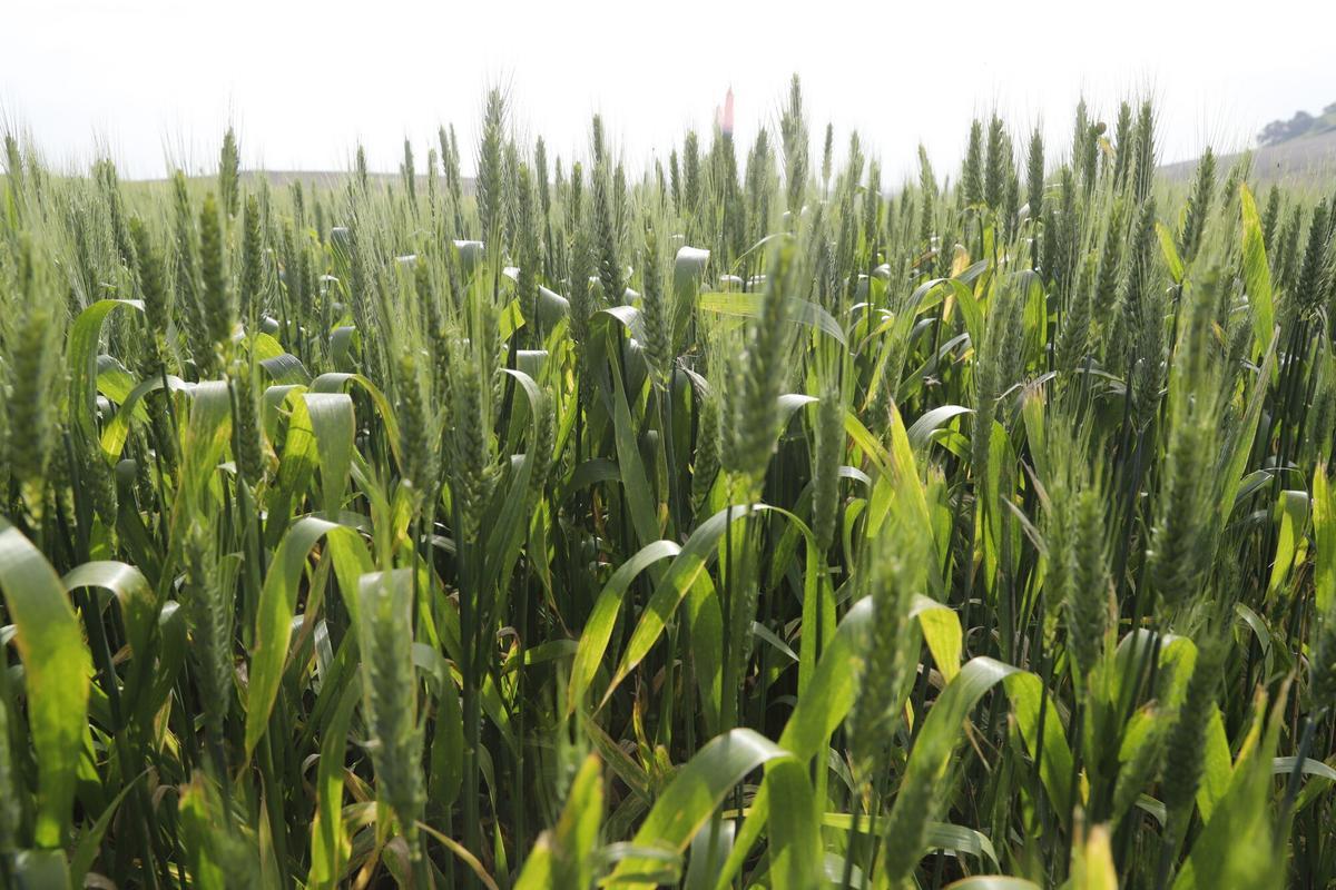 Córdoba Finca de la Veguilla Agricultura daños tras las lluvias de la borrasca Nelson temporal cereal trigo