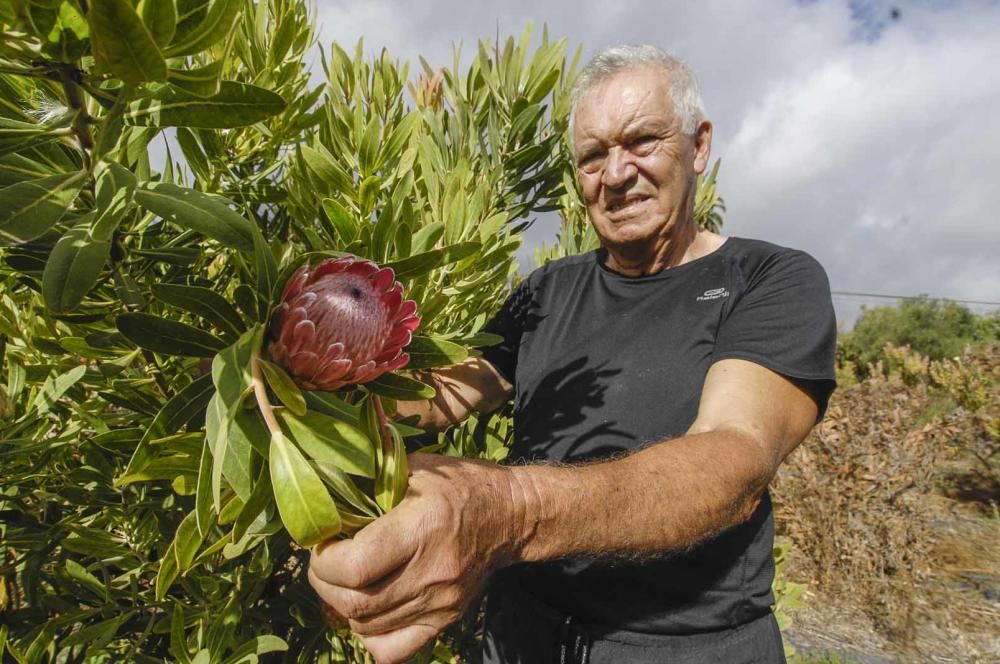 Finca de proteas de Alfonso Mayor