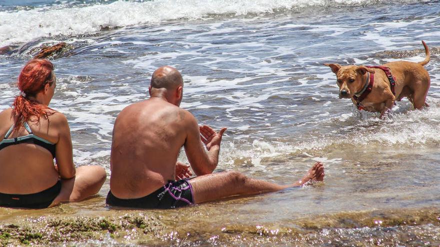 Imagen del punto de baño canino de Punta Margallo/ Foto Tony Sevilla.