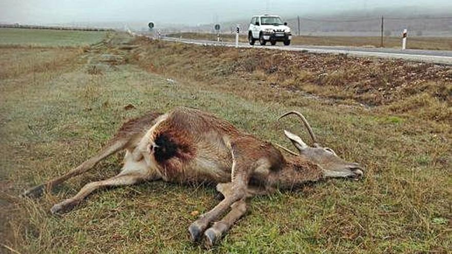 Un ciervo provoca un accidente en Pozuelo