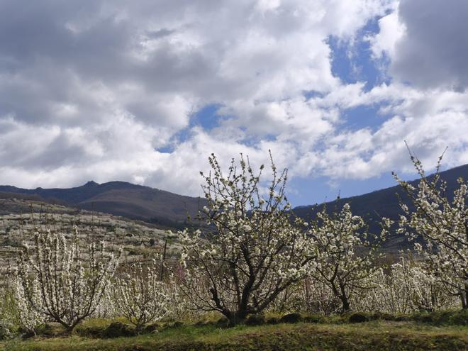 Galería | Así está el Cerezo en Flor