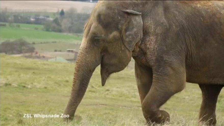 Un dentista opera a un elefante por dolor de muelas